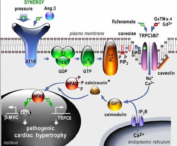 TRP Na Ca pump bluetooth brain nerve control NWO Martin Pall.jpg
