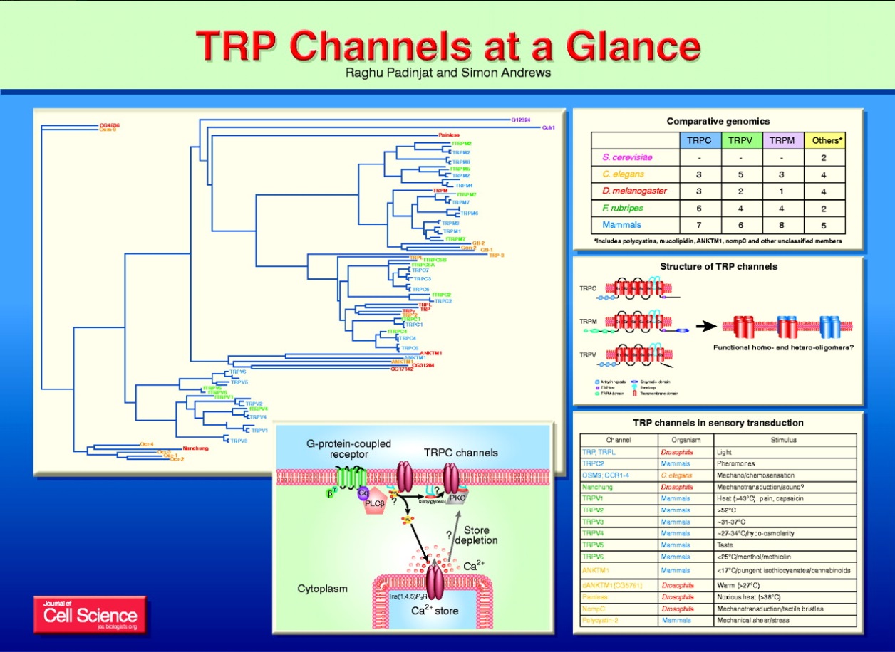 TRP channels at a glance.jpg