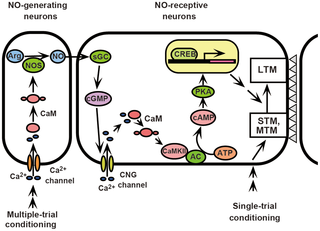 Activated human TRP for mobile phone applications.png